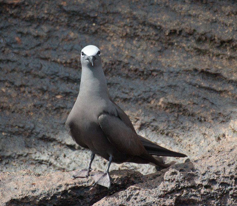 Galapagos Gull