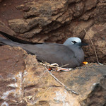 Galapagos Gull