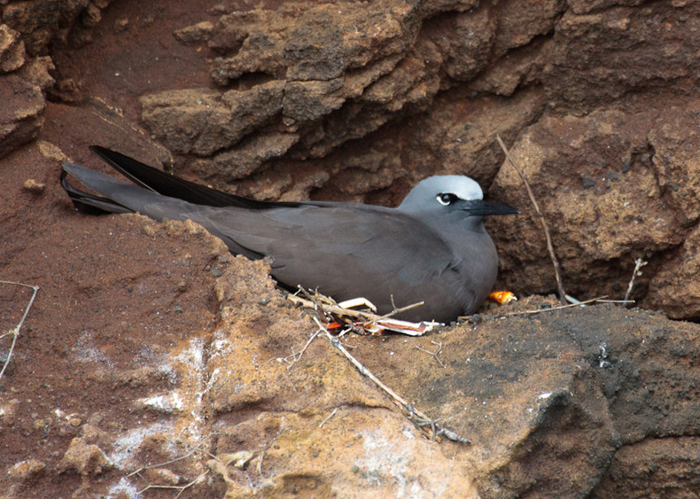 Galapagos Gull