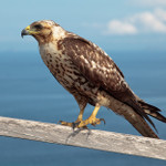 Galapagos Hawk