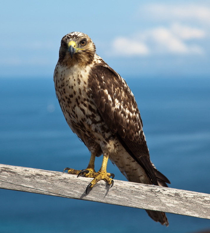 Galapagos Hawk