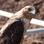 Galapagos Hawk