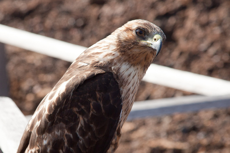 Galapagos Hawk