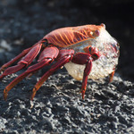 Sally Lightfoot Crab