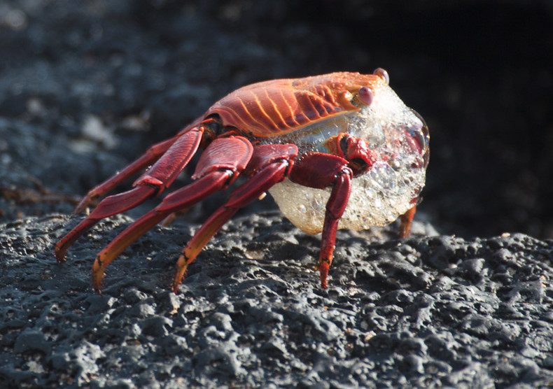 Sally Lightfoot Crab