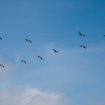 Blue-footed Boobie