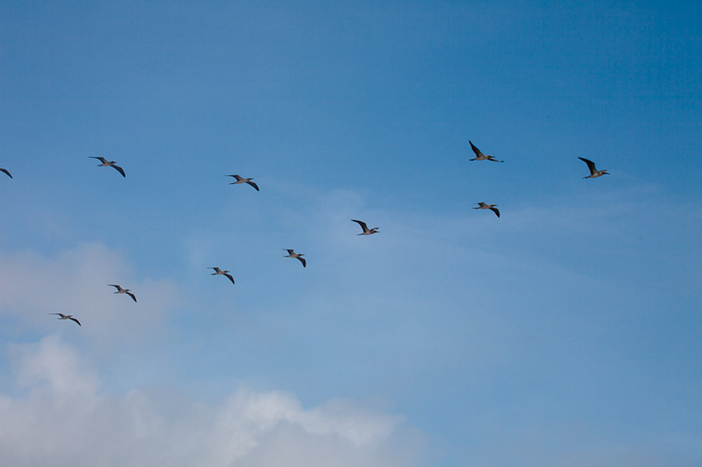 Blue-footed Boobie