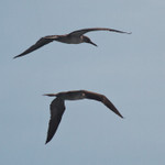 Blue-footed Boobie