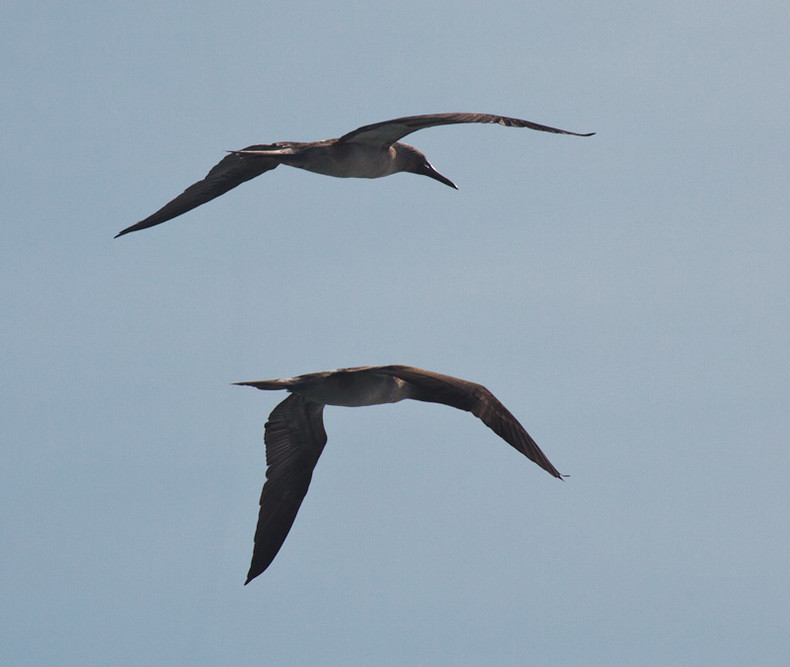 Blue-footed Boobie