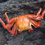 Sally Lightfoot Crab