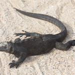 Marine iguana