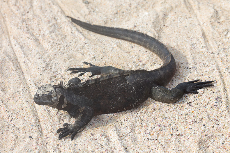 Marine iguana