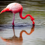 Galapagos Flamingo