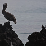 Pelican