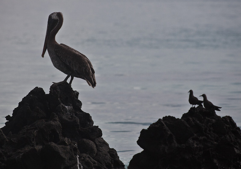 Pelican