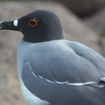 Swallow-tailed Gull