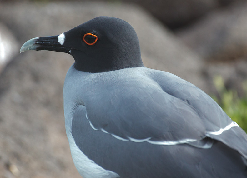 Swallow-tailed Gull