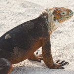 Land Iguana