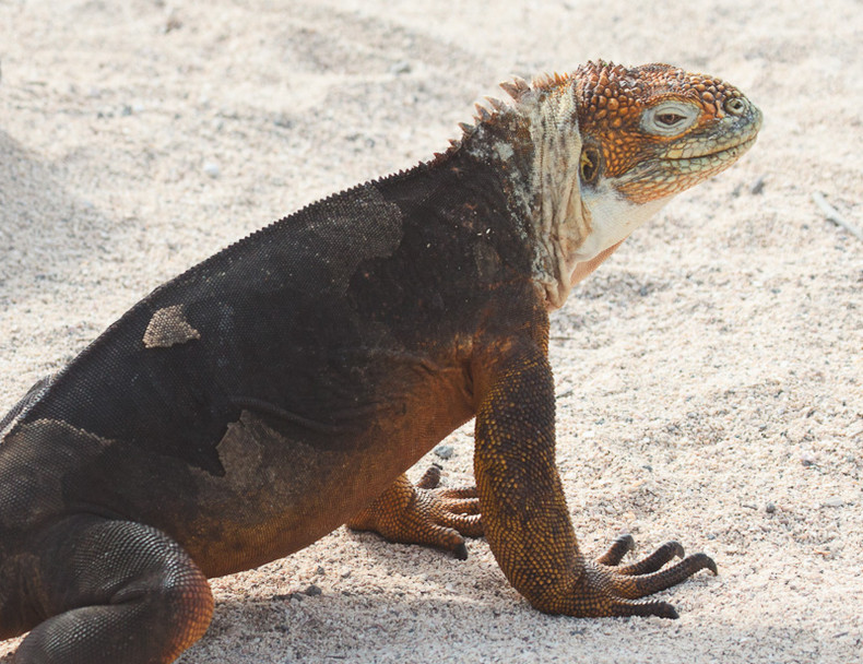 Land Iguana