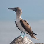 Blue-footed Boobie