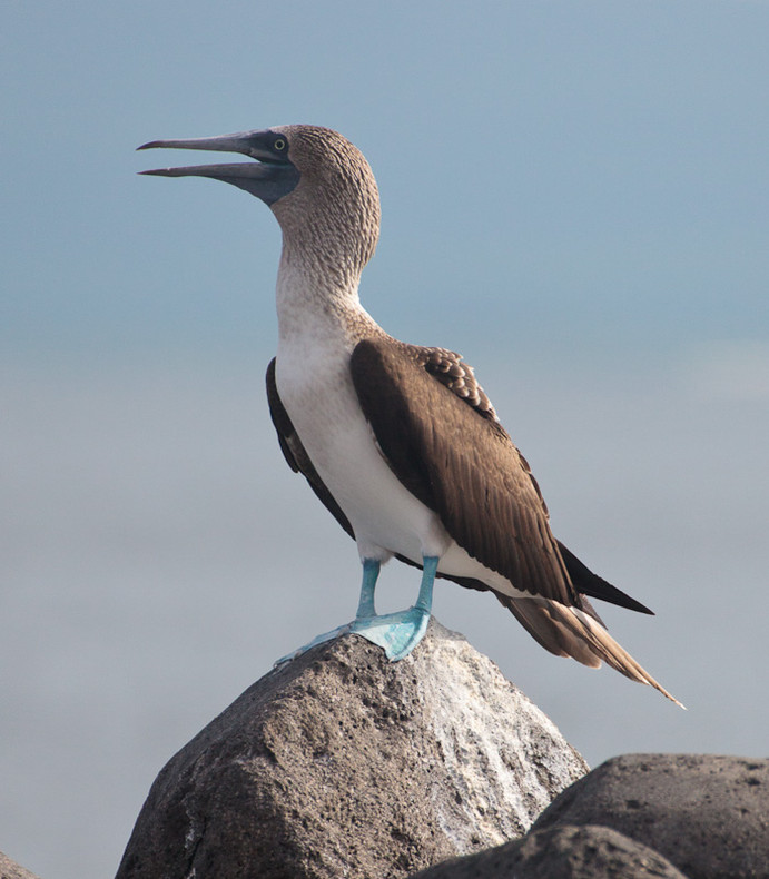 Blue-footed Boobie