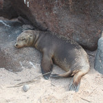 Sea lion