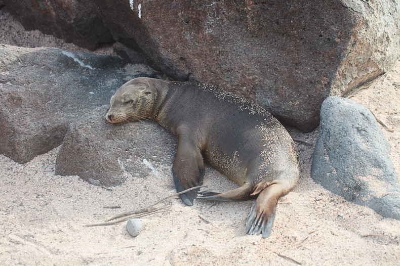 Sea lion