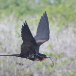 Frigate Bird