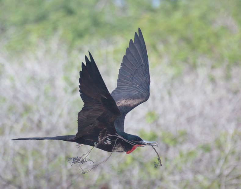 Frigate Bird