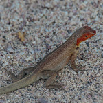 Lava lizard