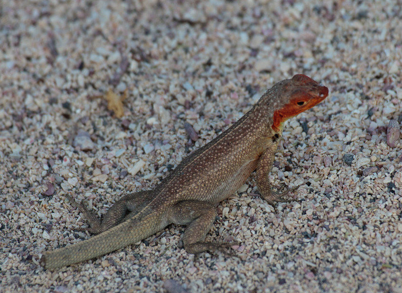 Lava lizard