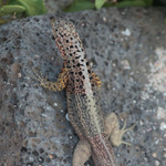 Lava lizard