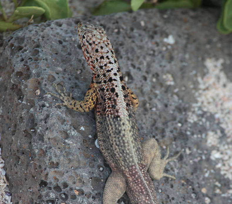 Lava lizard