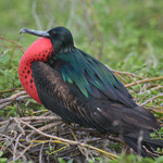 Frigate Bird