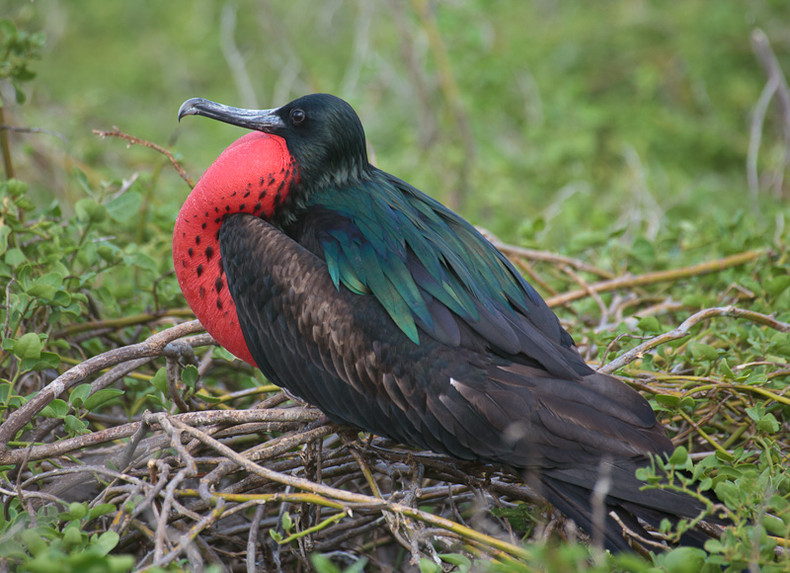 Frigate Bird