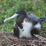 Frigate Bird