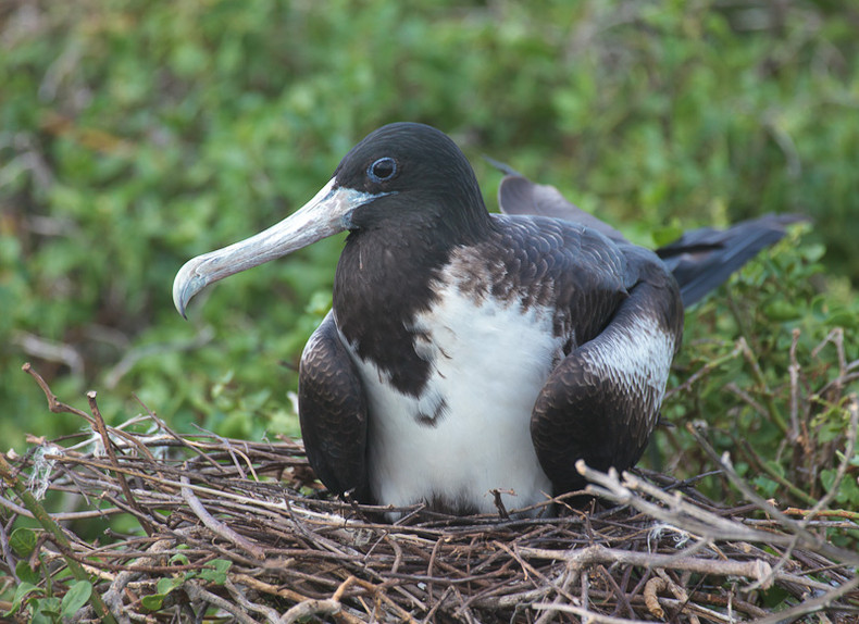 Frigate Bird