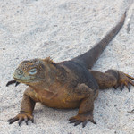 Land Iguana