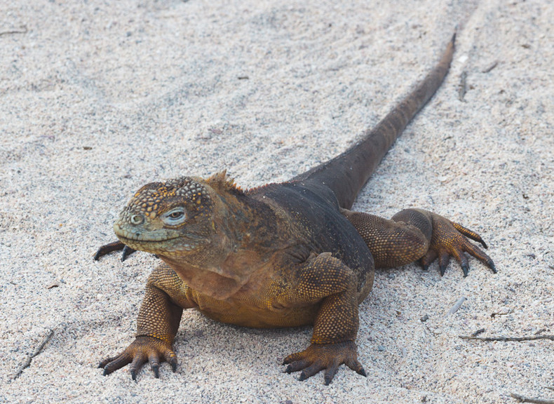 Land Iguana