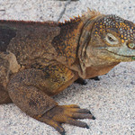 Land Iguana