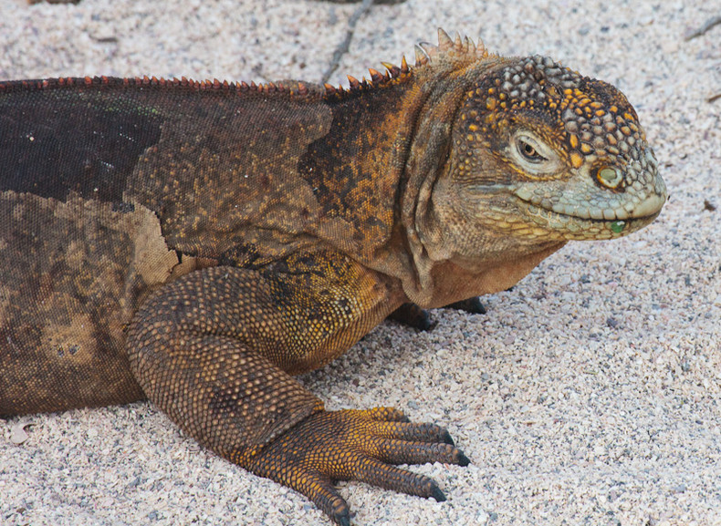 Land Iguana