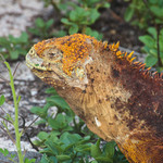 Land Iguana