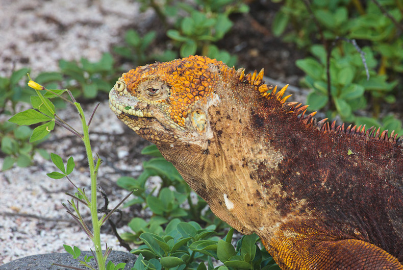 Land Iguana