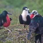 Frigate Bird