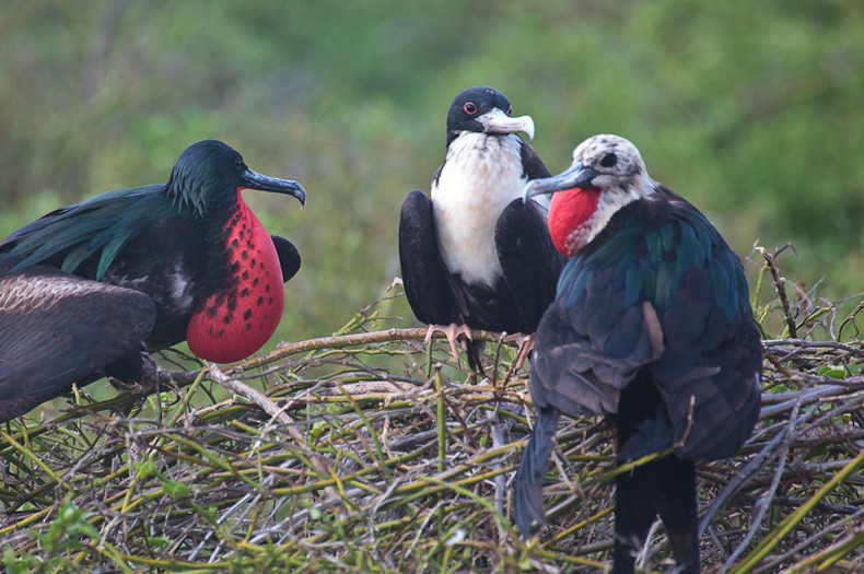 Frigate Bird