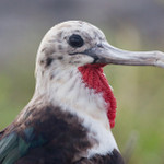 Frigate Bird