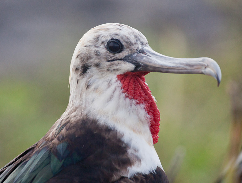 Frigate Bird