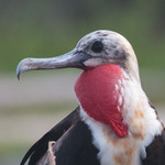 Frigate Bird