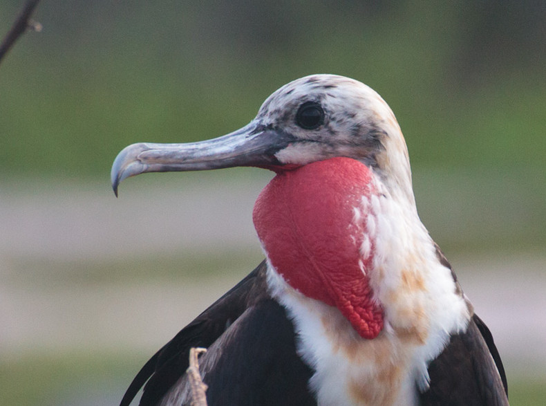 Frigate Bird