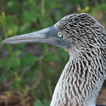 Blue-footed Boobie